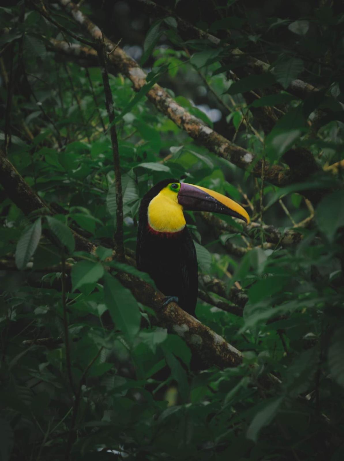 Yarumo Lodge, Rio Celeste Black Chalets Bijagua Luaran gambar
